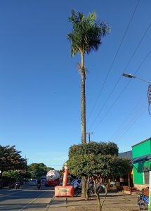 Ecocidio (10)