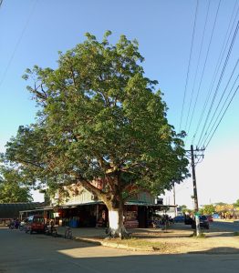 Ecocidio (11)