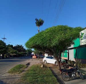 Ecocidio (13)