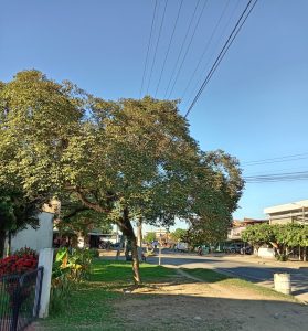 Ecocidio (14)
