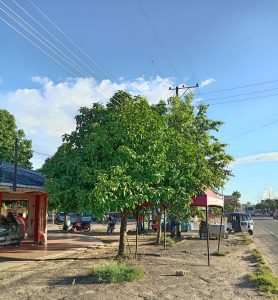 Ecocidio (15)